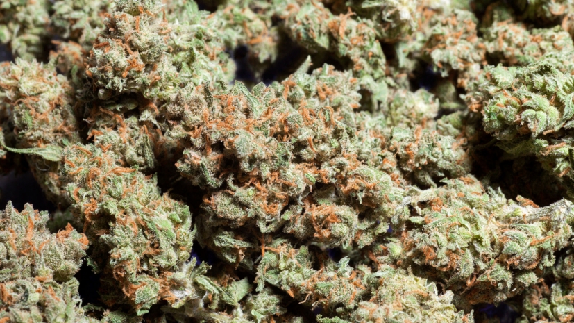 4 тонны марихуаны изъяли полицейские с начала лета в Казахстане