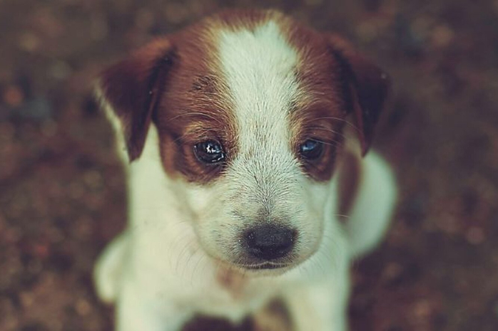 Щенка привязали к будке и заживо сожгли на трассе в ВКО