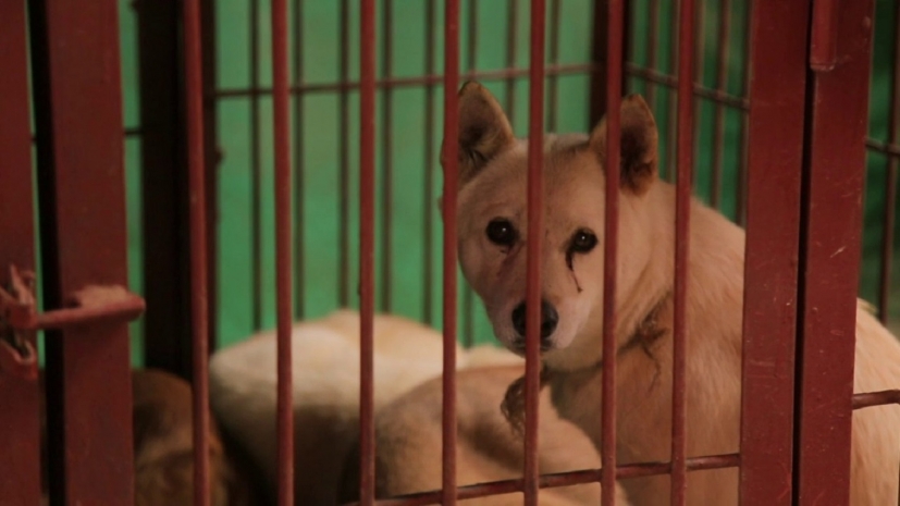 Крупнейшая собачья скотобойня закрыта в Южной Корее