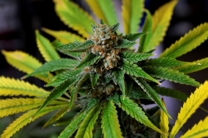 Более11 килограммов марихуаны изъяли у жителя Костанайской области