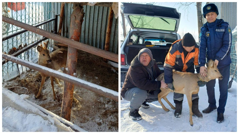 Сибирскую косулю с ошейником обнаружили во дворе дома в Семее