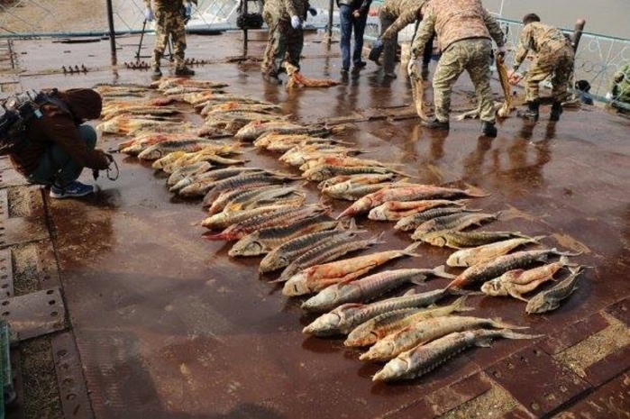 667 килограммов осетровых изъято за три недели у браконьеров в ЗКО