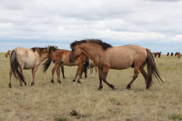 Ущерб на сумму более 8 миллионов тенге нанес скотокрад в Карагандинской области