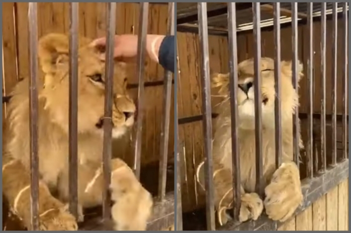 Видеоролик с львенком в клетке взбудоражил казахстанцев