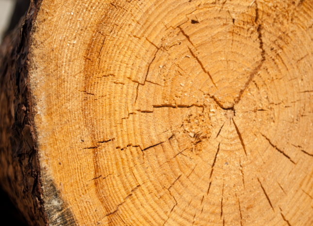 Уголовное дело по факту незаконной вырубки дубов возбуждено в Алматы