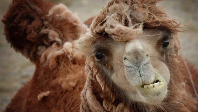 Шведский путешественник пересечет Казахстан верхом на верблюде