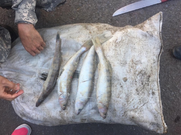 Мужчина с двумя тоннами рыбы в автомобиле задержан в Карагандинской области