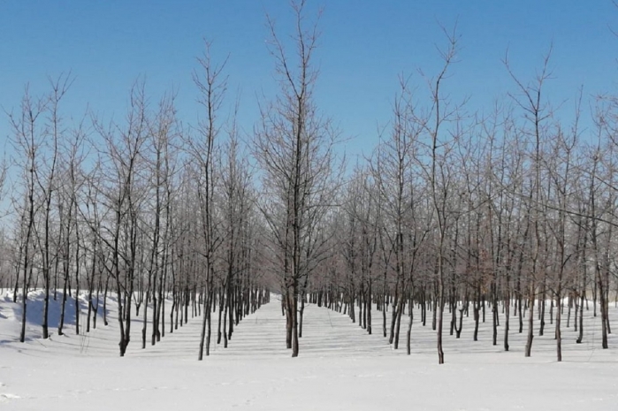 100 тысяч деревьев высадят в Нур-Султане