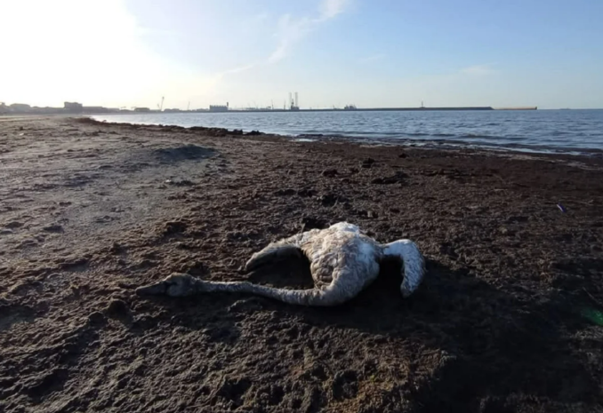 На побережье Каспия гибнут лебеди