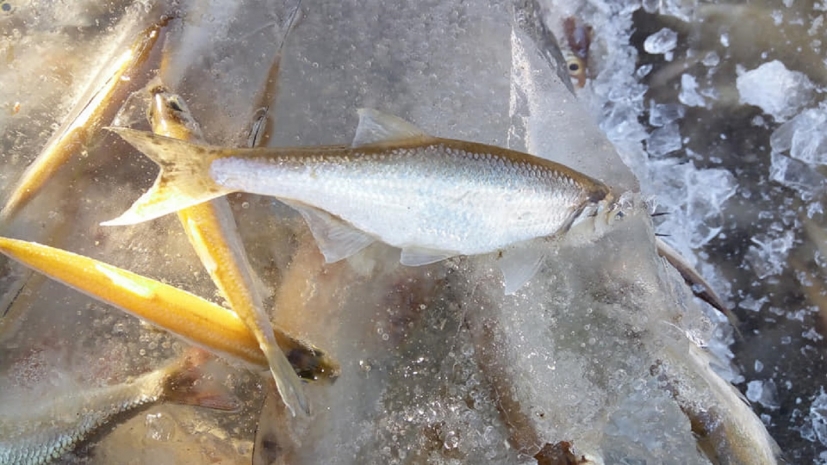 Почти миллион рыб заморозили из-за халатности в ЗКО