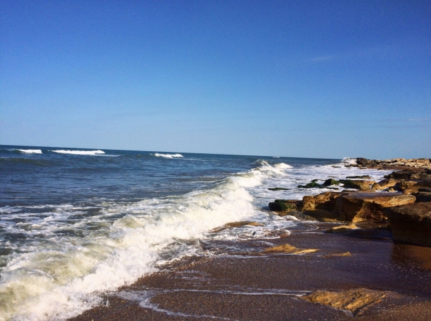 Более 200 мертвых нерп найдено на берегу Каспийского моря