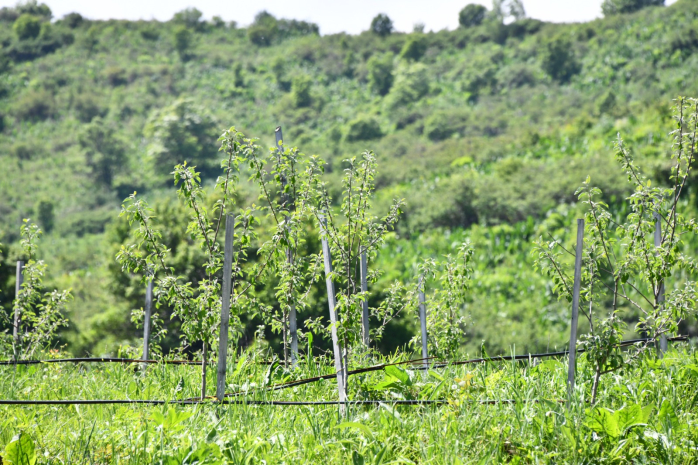 Земли сельхозназначения проверят на предмет нецелевого использования в Алматы
