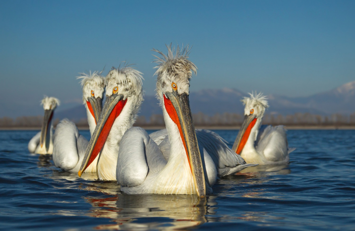 Ряд краснокнижных животных обитает на территории иссушаемого Малого Талдыколя
