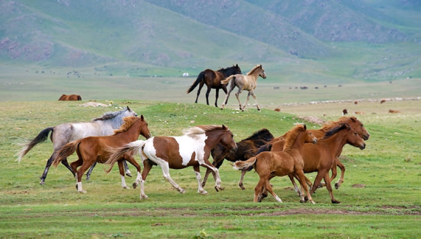 Гражданин РФ пытался нелегально провезти табун лошадей через границу с РК