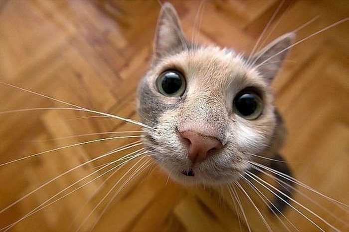 Животные, которые не были готовы к фотосессии