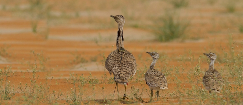 Арабские шейхи заплатят Казахстану более 80 млн тенге за охоту