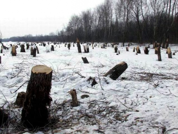 Незаконная вырубка леса пресечена в Костанайской области