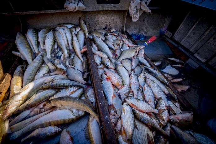 254 килограмма рыбы изъяли у жителя Кызылординской области