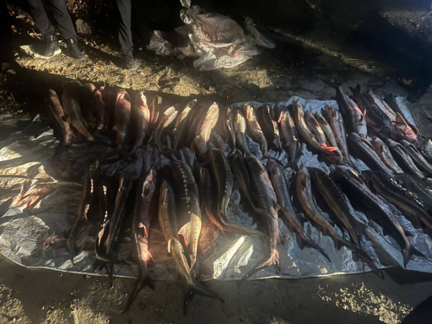 Незаконный вылов осетровых пород рыб выявлен в Актау