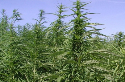 Тонны конопли уничтожили в Жамбылской области