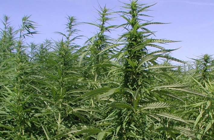 Тонны конопли уничтожили в Жамбылской области