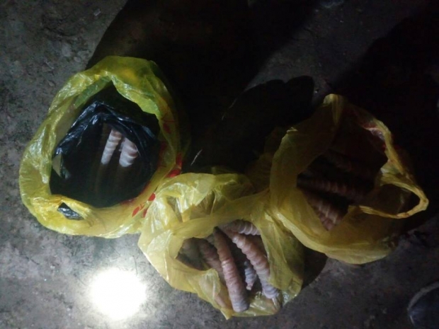 В ЗКО пойманы браконьеры с рогами сайгака