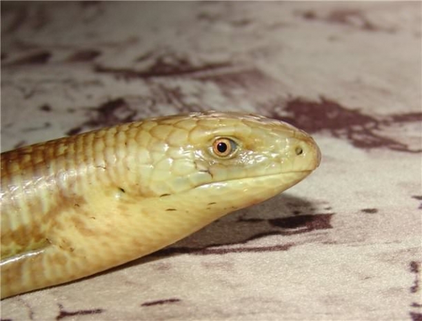 Пытавшийся продать желтопузиков браконьер отделался штрафом