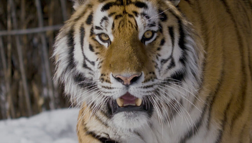 Людей обвинили в шестом массовом вымирании видов на Земле