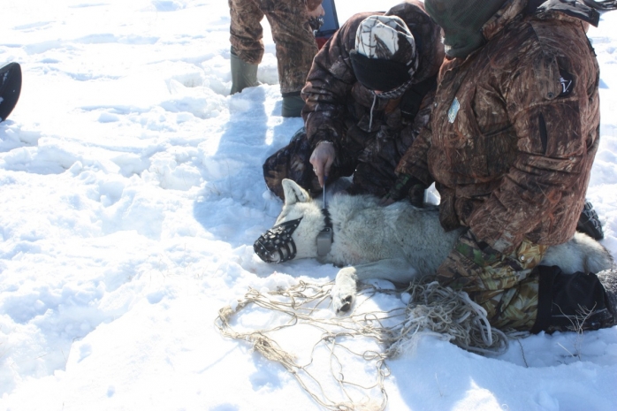 В Министерстве экологии объявили лимит на численность волков