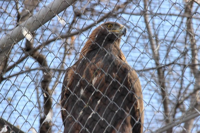 Беркутов выпустят на свободу