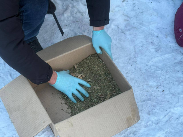 Свыше 240 наркопреступлений зафиксировано в Павлодарской области