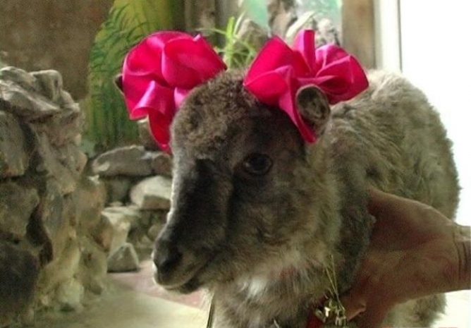 В Караганде коза по кличке Сезым предсказывает будущее