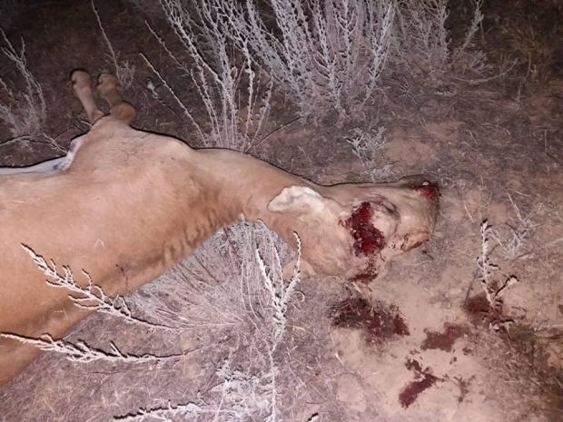 В ЗКО задержаны четыре браконьера, погубившие шесть сайгаков