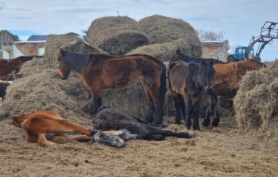 Скот гибнет в ВКО – СЭС взяли пробы воды в Курчумском районе