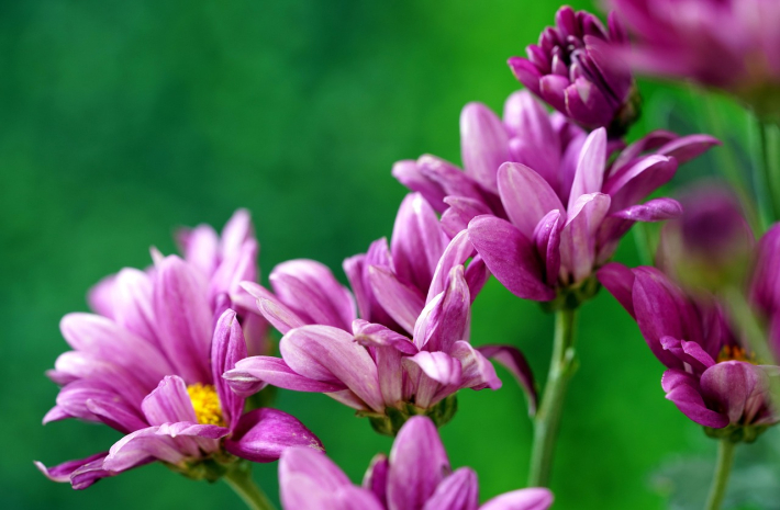 Теплая погода без осадков сохранится в южных областях Казахстана