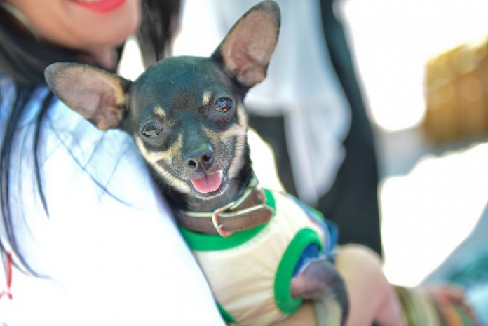 Свыше четырех тысяч владельцев собак и кошек оштрафуют в СКО