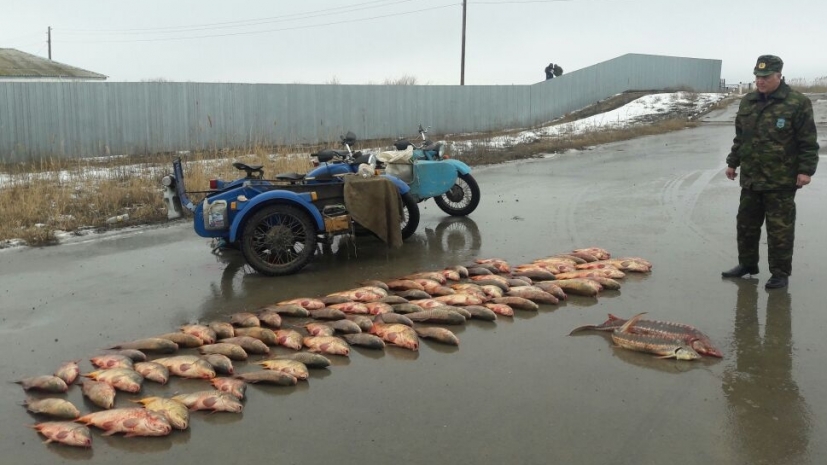 В пригороде Атырау задержаны браконьеры с грузом рыбы