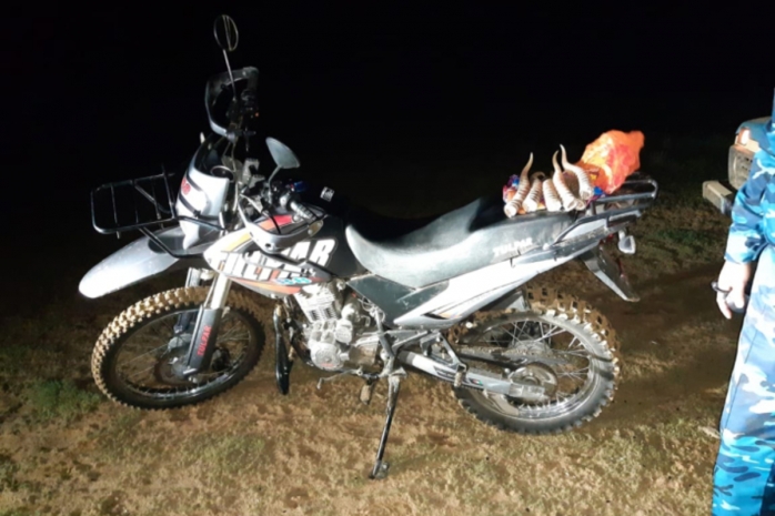 Мотоциклист с рогами сайги задержан в Айтекебийском районе