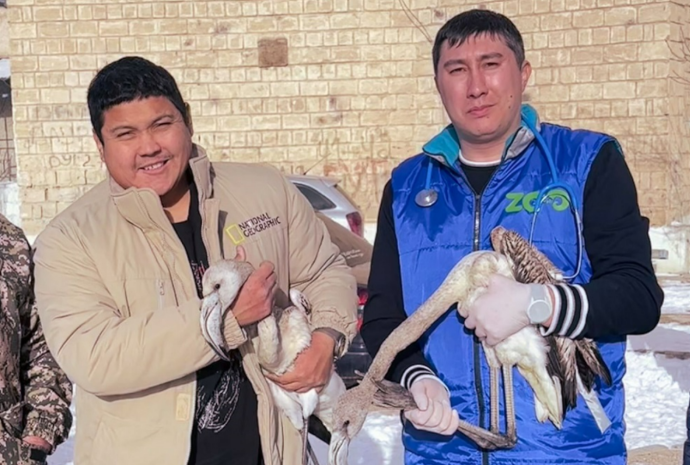 Найденные в Мангыстау птенцы фламинго отправлены в зоопарк Алматы