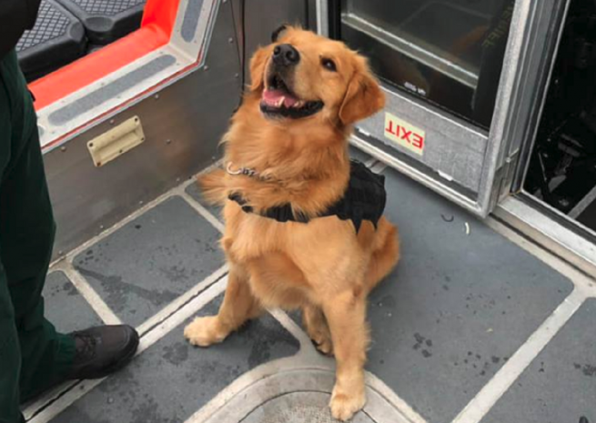 Пес получил передозировку экстази