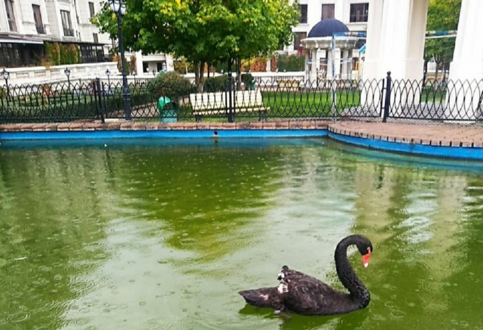 В Минэкологии прокомментировали содержание лебедя в одном из ЖК Алматы