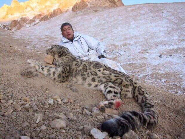 Убийство снежного барса осталось безнаказанным