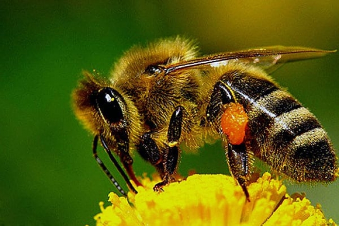 Казахстанцев призывают лечиться пчеламиЭксклюзив