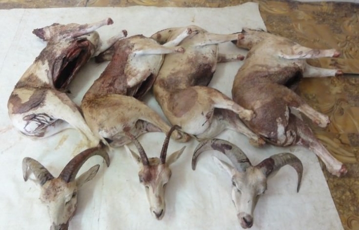 В Мангистау осуждены браконьеры за охоту на архаров