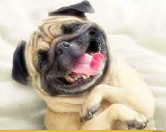 В Шотландии арестовали владельца «салютующего» Гитлеру мопса