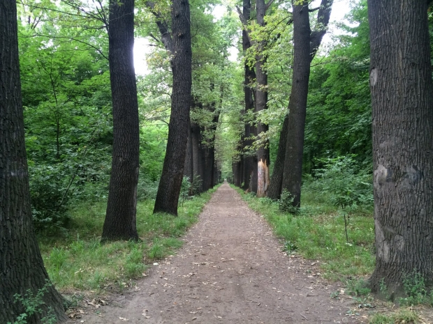 Проект по благоустройству рощи Баума готовит акимат Алматы