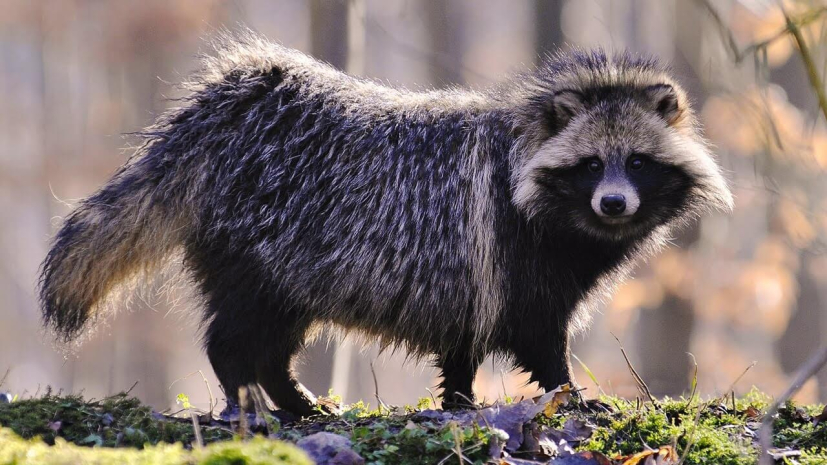 Появление COVID-19 может быть связано с енотовидными собаками — СМИ