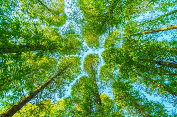 На 5,9% увеличилась территория лесных массивов в Казахстане