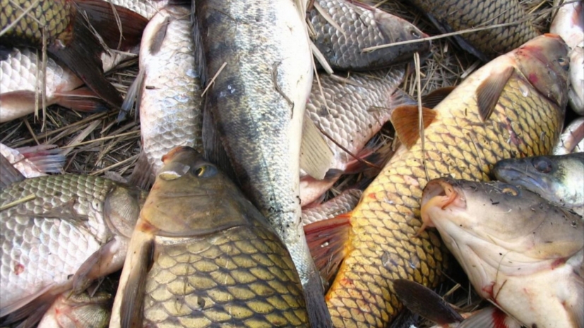 В погибшей уральской рыбе обнаружен аммиак – Жандарбек Бекшин