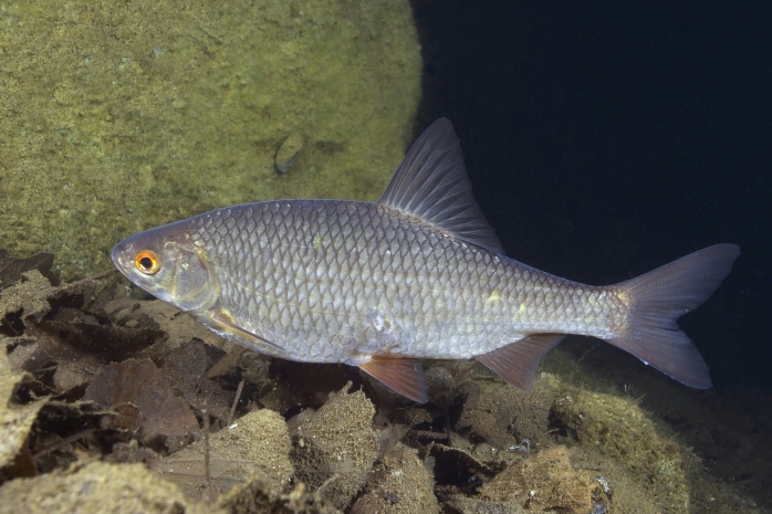 Аномально большую воблу поймали в Каспии